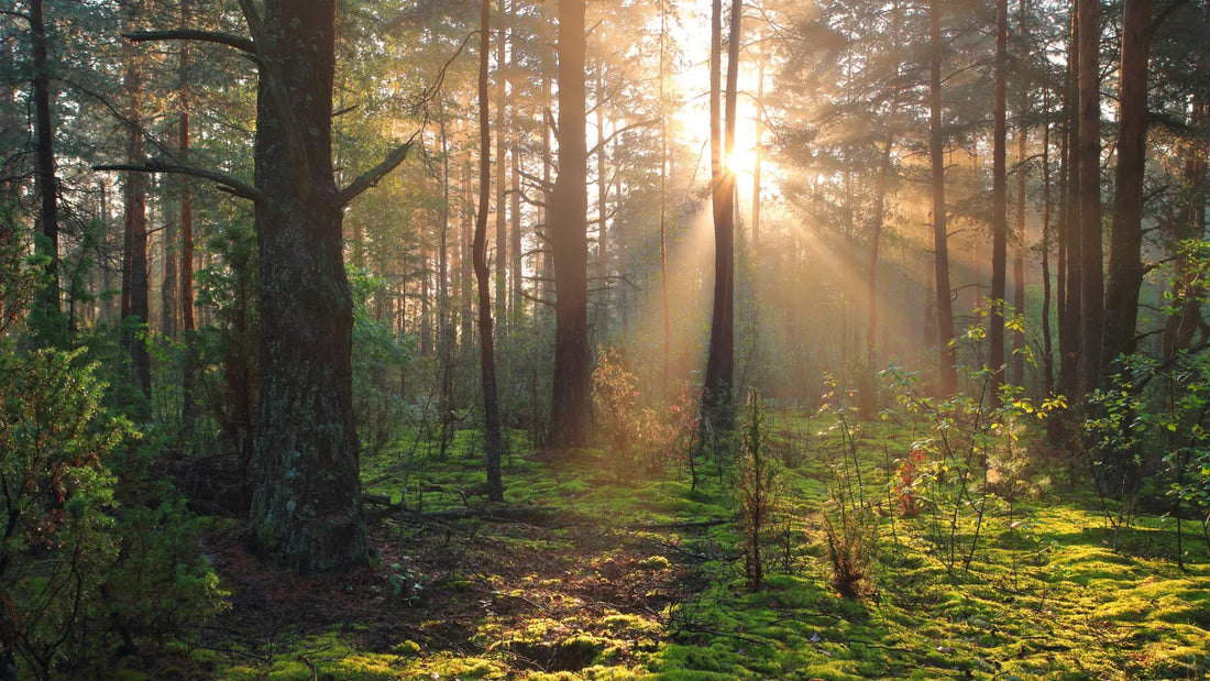 Die Kraft der Natur: Warum wir auf natürliche Inhaltsstoffe setzen - AMAZING NATURE