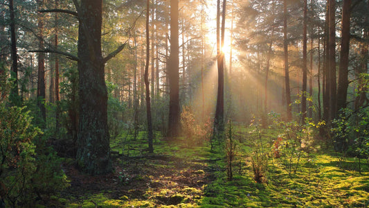Die Kraft der Natur: Warum wir auf natürliche Inhaltsstoffe setzen - AMAZING NATURE